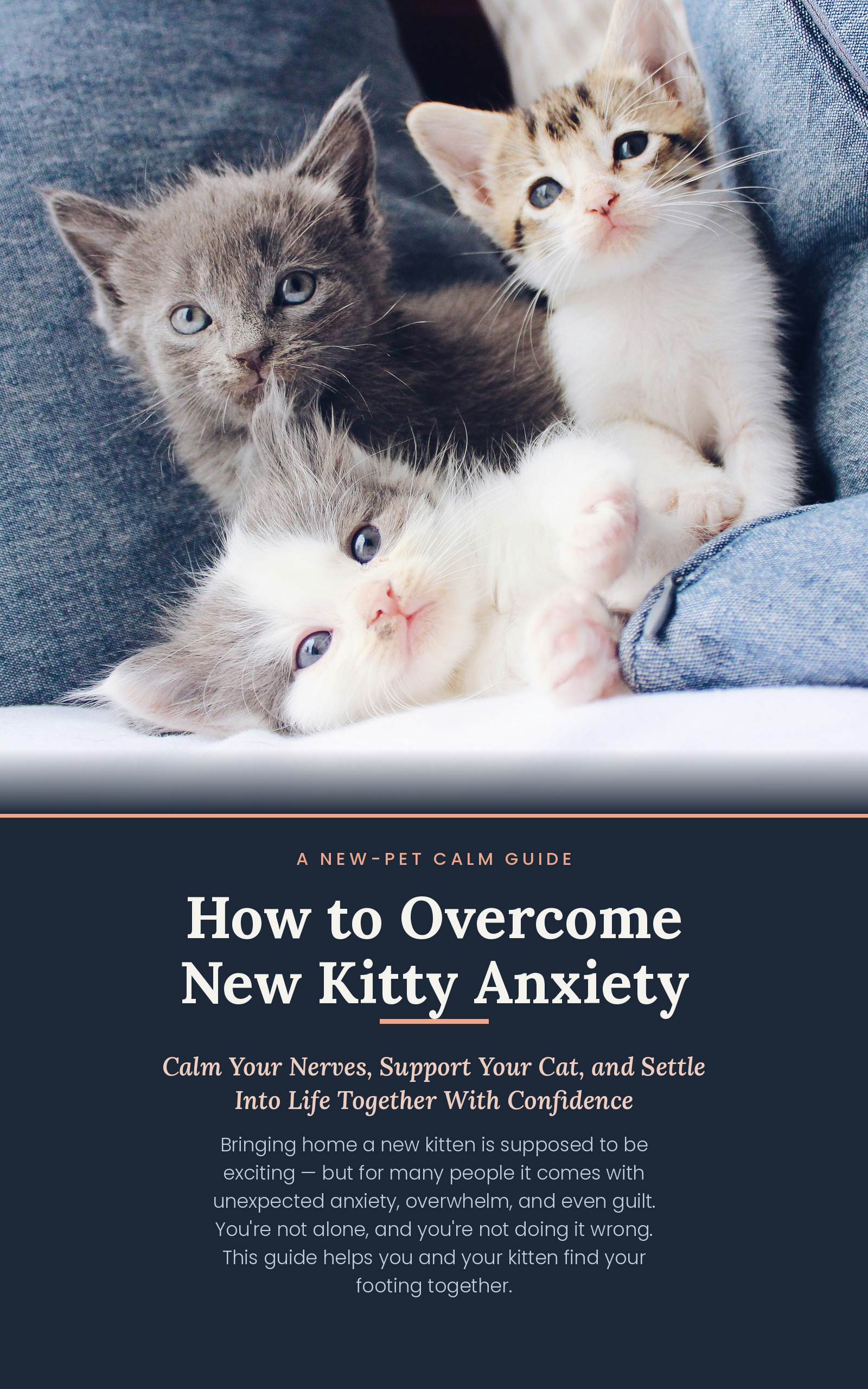 How to Overcome New Kitty Anxiety